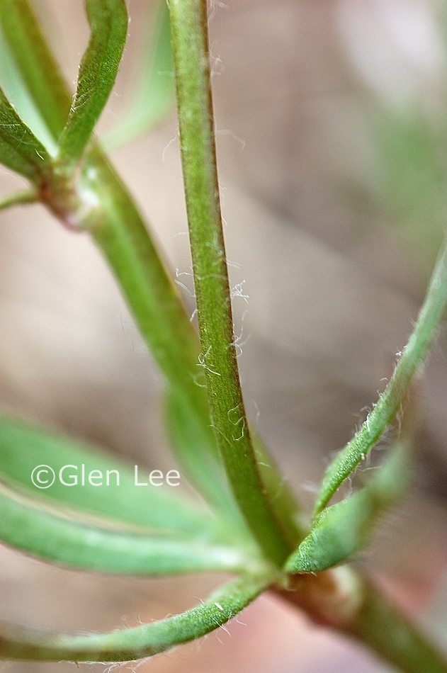 Ranunculus rhomboideus photos Saskatchewan Wildflowers